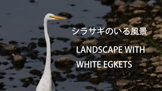 🐓🐓🎥『💖シラサギのいる風景・LANDSCAPE WITH WHITE EGRETS』・４K編集