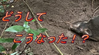 イノシシ捕獲９【どうしてこうなった】【くくり罠】【有害鳥獣駆除】