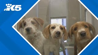 Pets displaced by LA wildfire ready for adoption at Seattle Humane