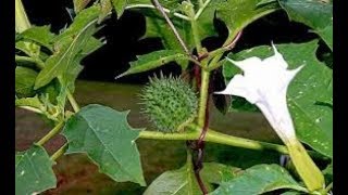 Umakkaya Sidha Herb And Its Tantric Benefits