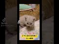 マンチカンの超絶可愛い怒りかた^. .^ ねこ 猫 ネコ cat