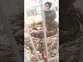 【大きくなった雛文鳥を得意気に見せてくれるパパ文鳥最中】文鳥garden 2023.2.21