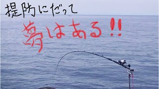 【堤防石鯛釣り】情報のない未知の堤防で舞い込みを見れるのか！？　#49