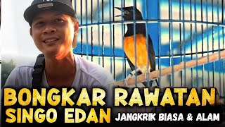 Rawatan Murai Singo Edan ‼️ Jangkrik Biasa dan Jangkrik Alam