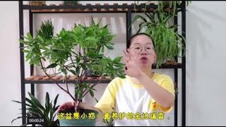 度夏困难户金边瑞香，做好关键几点，不黄叶不掉叶，度夏不是难题