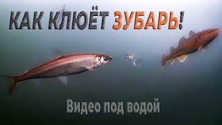 Как клюёт зубарь! Подводное видео на севере Сахалина, на заливе Помрь возле \