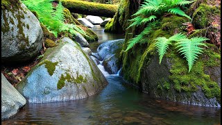 Relax And Unwind With Soothing River Sounds Over Mossy Rocks - Serene Stream Asmr