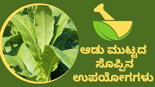 ಆಡು ಮುಟ್ಟದ ಸೊಪ್ಪಿನ ಉಪಯೋಗಗಳು | Gidamulike #ayushtv #ayurveda #healthtips