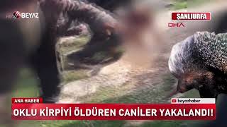 Oklu kirpiyi öldüren caniler yakalandı