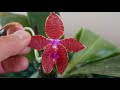 orchids that i finally have first orchid haul of 2020 joseph wu orchids 吳祚雄蘭園 orchid care tips