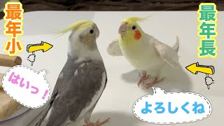 【オカメインコ雛成長記録】みんなの仲間に入れた感動の瞬間でした‼︎vol.192#オカメインコ#cockatiel