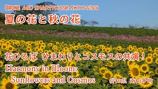 夏の花と秋の花 観光農園 花ひろば（愛知県南知多町）〜 空撮 DRONE MAVIC MINI 〜 Harmony in Bloom: Sunflowers and Cosmos ... 60fps