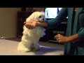 Obi The Maltese- A Trick For All His Friends