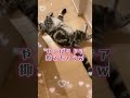 【永久保存😭】いつもパパに塩対応の猫がついにこーなって可愛い過ぎました💖　 猫動画 アメリカンショートヘア お出迎え shorts