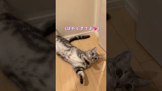 【永久保存😭】いつもパパに塩対応の猫がついにこーなって可愛い過ぎました💖　#猫動画 #アメリカンショートヘア #お出迎え #shorts