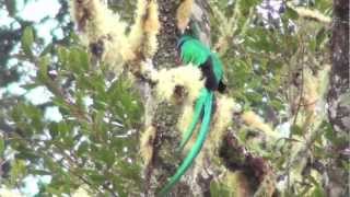 コスタリカ探鳥　Birding Costa Rica　Quetzal