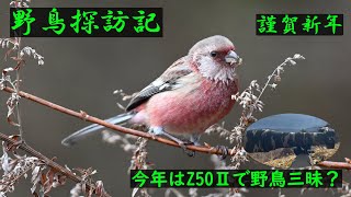 「野鳥探訪記　謹賀新年　2025年はZ50Ⅱで野鳥三昧？」