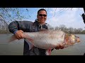 silver carp मछली की संपूर्ण जानकारी. silver carp fish farming