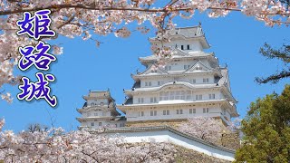 【Cherry blossoms】Himeji Castle with Yoshino cherry-trees 2021. #4K​​ #染井吉野 #姫路城 #桜