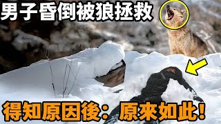 男子醉酒倒在雪地裡，卻被狼群抬到村口後獲救，得知真相村民驚呼：原來如此！