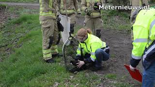 Brandweer vangt meerkoet in Meppel