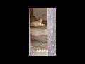 【今戸神社】猫のナミちゃん