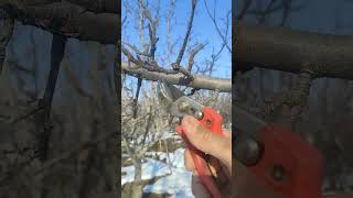 How to Prune Apple Trees for Maximum Fruit Production #nature #pruning