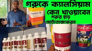 গরুর হাড় মোটাতাজাকরণ | গরুকে ক্যালসিয়াম কেন খাওয়াবেন | cow calcium | কৃষি প্লাস Krishi plus