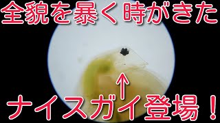 驚愕！ミジンコを顕微鏡で暴く！【アクアリウム】