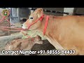 2 jersey cows for sale 2 ਜਰਸੀ ਗਾਵਾਂ ਵਿਕਾਊ