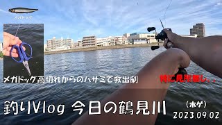 シーバス釣りVlog 今日の鶴見川 2023年9月2日（ホゲ）メガドッグ高切れからのハサミで救出劇