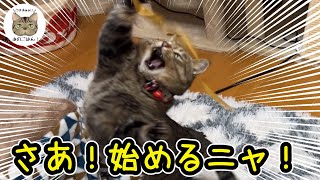 元野良猫の運動会が激しすぎます…（笑）