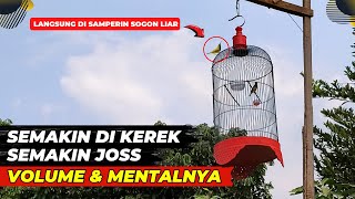 CARA UNIK INI SUKSES BIKIN SOGON GACOR NGALAS VOLUME TEMBUS DAN MENTAL BAJA❗