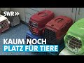 Tierheim am Limit – wenn Haustiere zum Luxus werden | Made in Südwest