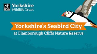 Visiting Yorkshire's seabird city at Flamborough Cliffs nature reserve - a guided tour