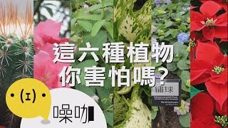 家中千萬不要種的六種植物