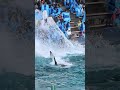 ララのスイミングバースト超強烈 shorts 鴨川シーワールド シャチ kamogawaseaworld orca killerwhale