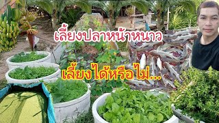 เกษตรทำกินผสมผสานสร้างแหล่งอาหารสร้างรายได้เลี้ยงปลาหน้าหนาวได้หรือไม่ให้อาหารเวลาไหนดี|กบปลาพารวย