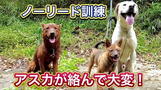 200日後に立派な猟犬になるため、山入り訓練の前訓練ということでノーリードで散歩した結果…