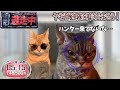 逃走中をすることになった猫たちの日常パート３【猫ミーム】【猫マニ】