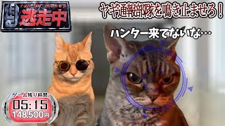 逃走中をすることになった猫たちの日常パート３【猫ミーム】【猫マニ】