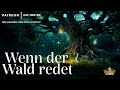 entspannt einschlafen mit märchen wenn der wald redet hörgeschichte hörbuch zum einschlafen