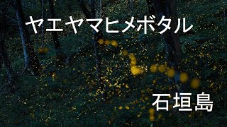 ヤエヤマヒメボタルの乱舞