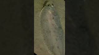 Witch Flounder. #oceanfact #shorts #halloween2023