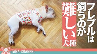 【熱中症】危険すぎるフレンチブルドッグの夏