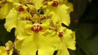 (26) (95) Oncidium Aloha Iwanaga