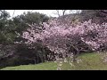 日本一早い沖縄の寒緋桜【沖縄県本部町八重岳 桜祭り🌸】