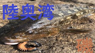 青森 陸奥湾 磯ロック 良型アイナメ