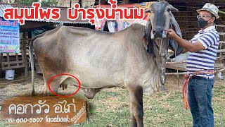 เปิดราคาวัวงาม และเผยสูตรลับสมุนไพรบำรุงน้ำนมวัว อ.ไก่ ผู้มีประสบการณ์เลี้ยงวัวมากกว่า 25 ปี @สารคาม