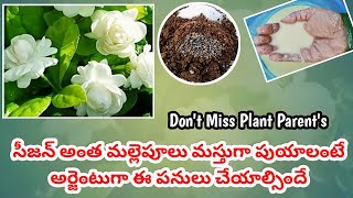 ఈ వీడియో చూసిన వెంటనే మొదలు పెట్టండి|how to get more blooms on Jasmine plant@MokkalathoManam#viral